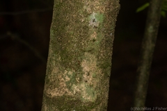 Casearia multinervosa