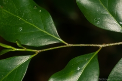 Casearia multinervosa