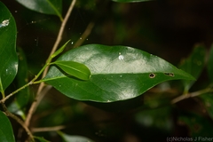 Casearia multinervosa