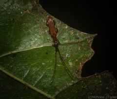 Cerobates ophthalmicus