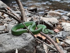 Trimeresurus rubeus