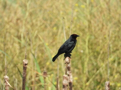 Chrysomus ruficapillus