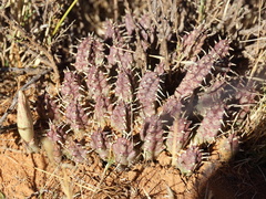 Stapeliinae