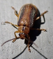 Neogalerucella