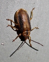Neogalerucella