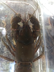 Cambarus striatus