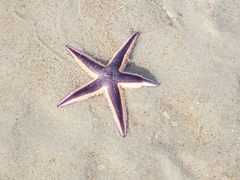 Astropecten articulatus