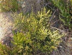 Aspalathus ericifolia