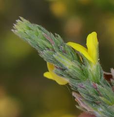 Aspalathus ericifolia