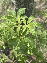 Vitex rehmannii