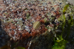 Lepidochitona cinerea