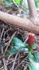 Metamasius hemipterus