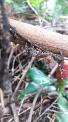 Metamasius hemipterus