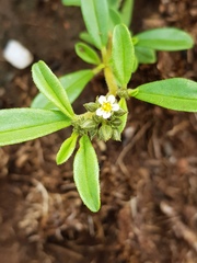 Limeum viscosum transvaalense