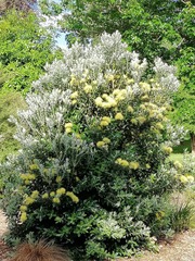 Metrosideros excelsa