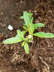 Limeum viscosum transvaalense