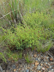 Psammotropha mucronata foliosa