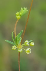 Psammotropha mucronata foliosa
