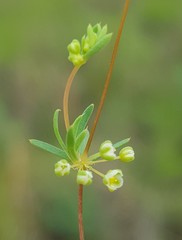 Psammotropha mucronata foliosa