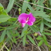 Grassveld Sweetpea - Photo (c) Richard Gill, some rights reserved (CC BY-NC), uploaded by Richard Gill