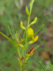 Melolobium subspicatum