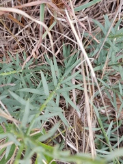 Lasiosiphon sericocephalus