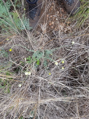 Lasiosiphon sericocephalus