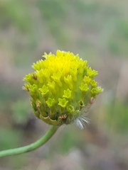 Lasiosiphon sericocephalus