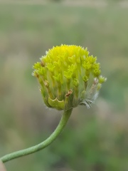 Lasiosiphon sericocephalus