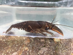 Cambarus striatus