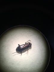 Notiophilus biguttatus