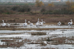 Pelecanus crispus