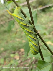 Acherontia