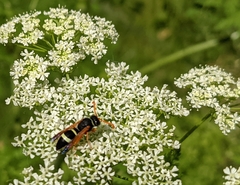 Hypodynerus