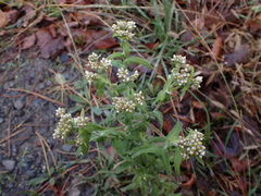 Pseudognaphalium undulatum