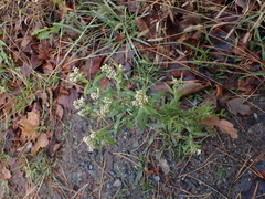 Pseudognaphalium undulatum