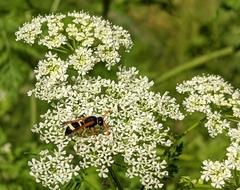 Hypodynerus