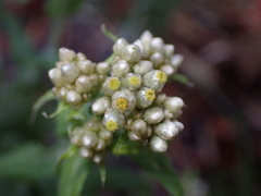 Pseudognaphalium undulatum