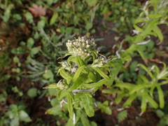 Pseudognaphalium undulatum