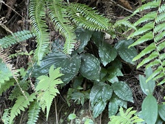 Liparis gigantea