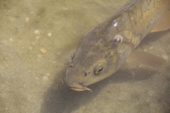 Cyprinus carpio carpio