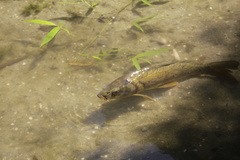 Cyprinus carpio carpio