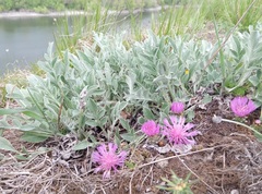 Psephellus marschallianus