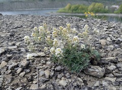 Schivereckia podolica