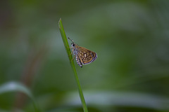 Piruna penaea