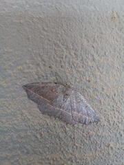 Psilocerea pulverosa