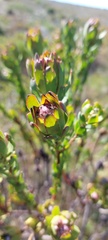 Leucadendron stelligerum