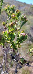 Leucadendron stelligerum
