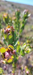 Leucadendron stelligerum