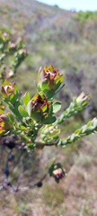 Leucadendron stelligerum